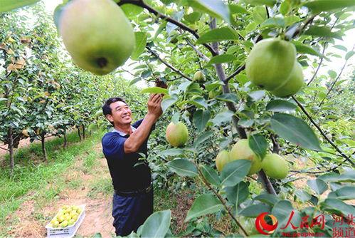 邯郸魏县农业吃瓜,瓜果飘香，农业丰收的甜蜜画卷