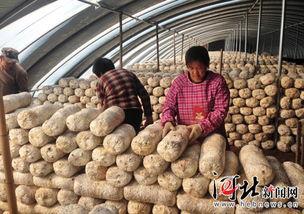 邯郸魏县农业吃瓜,瓜果飘香，农业丰收的甜蜜画卷