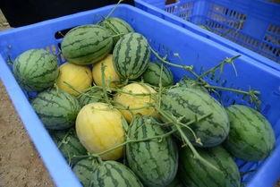 哪里能进一些吃瓜群,如何轻松加入热门吃瓜群，畅享娱乐资讯盛宴