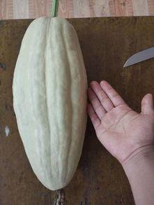 瓜叶能吃吗怎么吃,如何美味享用这绿色佳肴