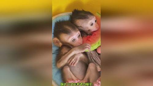 小猴子吃瓜搞笑,欢乐搞笑一箩筐