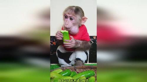 小猴子吃瓜搞笑,欢乐搞笑一箩筐