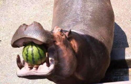 河马人吃瓜视频,揭秘河马独特饮食习惯