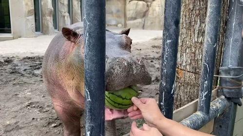 河马人吃瓜视频,揭秘河马独特饮食习惯