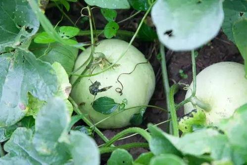 喜欢吃瓜的吃货,探寻吃货的瓜香世界