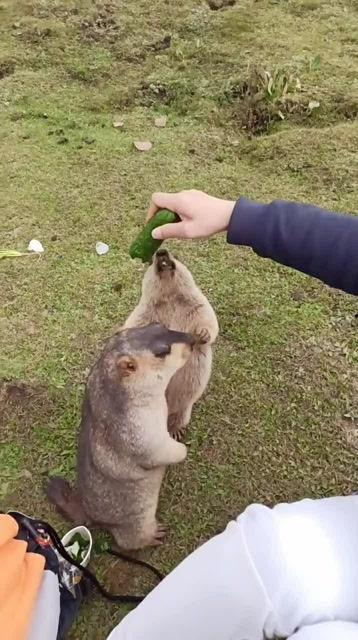 树上吃瓜的土拨鼠,生态乐园现和谐趣事