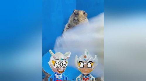 树上吃瓜的土拨鼠,生态乐园现和谐趣事