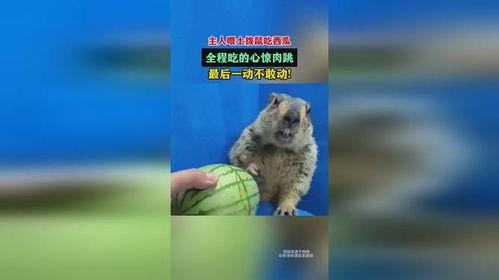 树上吃瓜的土拨鼠,生态乐园现和谐趣事