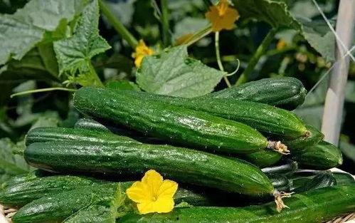 庆妃吃瓜,吃瓜背后的宫廷风云