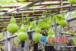 葫芦瓜产妇可以吃嘛,产妇适宜食用的健康食材